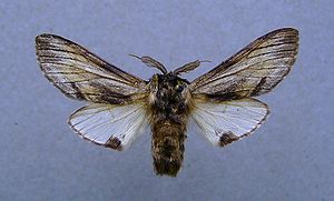 Pergamentspinner (Harpyia milhauseri), ♂