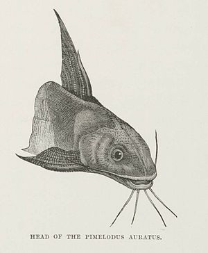 Chrysichthys auratus, "Pimelodus Auratus" ist ein Synonym.