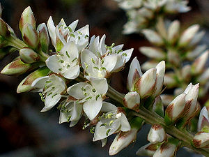 Hechtia guatemalensis, Blütenstand mit männlichen weißen Blüten.