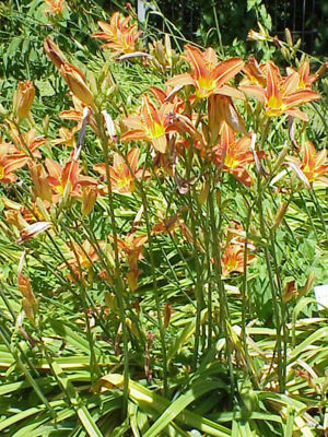 Gelbrote Taglilie (Hemerocallis fulva var. europaea)