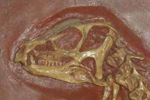 Schädel von Heterodontosaurus tucki. Die ungewöhnliche Bezahnung ist an diesem Abguss gut zu erkennen.