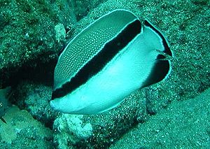 Schwarzbinden-Rauchkaiserfisch (Apolemichthys arcuatus)
