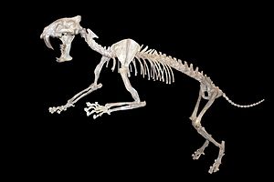 Skelett von Hoplophoneus