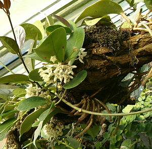 Hoya australis subsp. australis