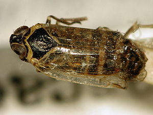 Winden-Glasflügelzikade (Hyalesthes obsoletus)