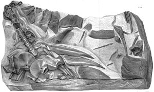 Zeichnung von 1858 der in der Gesteinsmatrix eingebetteten Fossilien aus dem Tilgate-Forrest