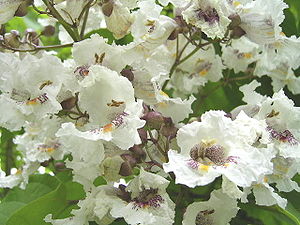 Gewöhnlicher Trompetenbaum (Catalpa bignonioides ), Blüten