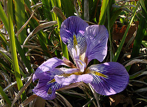 Iris unguicularis 170208.jpg