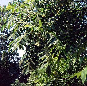 Japanische Walnuss (Juglans ailantifolia)