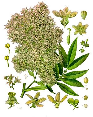 Kosobaum (Hagenia abyssinica), Illustration.