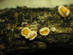 Lärchen-Nadelholzhaarbecherchen (Lachnellula occidentalis)