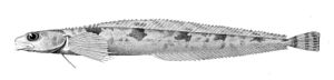Leptoclinus maculatus.jpg