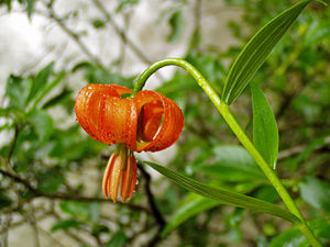 Krainer Lilie (Lilium carniolicum)