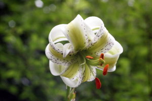 Lilium ledebourii