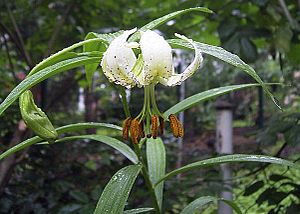 Lilium xanthellum var. luteum