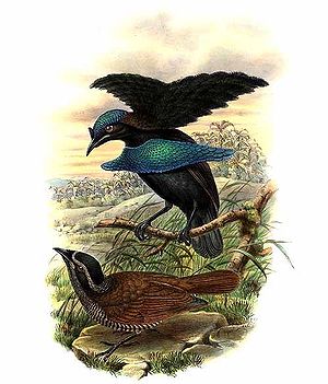 Kragenparadiesvogel (Lophorina superba)