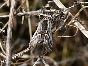 Trockenrasen-Dickleibspanner (Lycia zonaria), Männchen