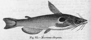 Pseudobagrus chryseus