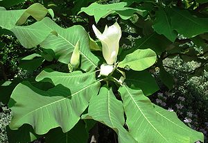Großblättrige Magnolie (Magnolia macrophylla) mit Blüte