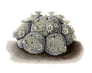 Mammillaria schiedeana aus Blühende Kakteen (Iconographia Cactacearum) Tafel 13