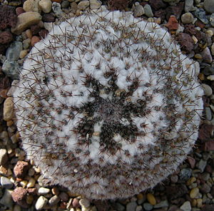 Mammillaria semperviva 01A.jpg