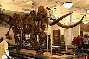 Skelett eines Amerikanischen Mastodon