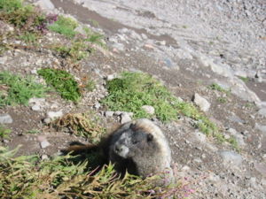 Eisgraues Murmeltier (Marmota caligata)