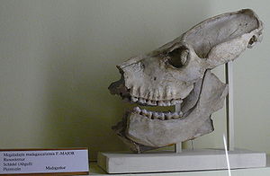 Megaladaspis madagascariensis, Abguss des Schädel im Museum für Naturkunde Berlin
