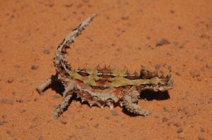 Dornteufel (Moloch horridus), Kalbarri-Nationalpark (Western Australia).