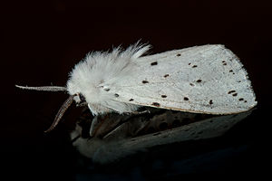männlicher Breitflügeliger Fleckleibbär (Spilosoma lubricipeda)