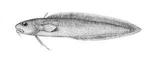  Muraenolepis microps