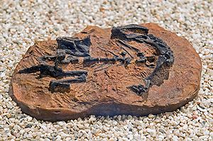 Mussaurus patagonicus, Fossil eines Jungtieres