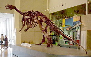 Skelettrekonstruktion von Muttaburrasaurus im Queensland Museum in Australien