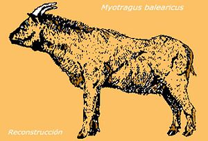 Myotragus balearicus.jpg
