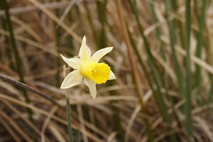 Narcissus nevadensis
