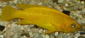 Tanganjika-Goldcichlide(Neolamprologus leleupi)