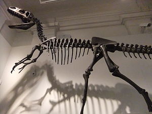 Rekonstruiertes Skelett im New Walk museum in Leicester.