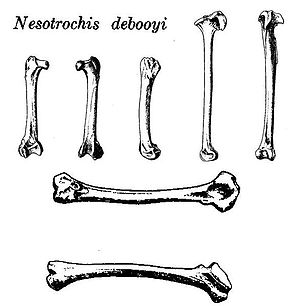 Bein- und Fußknochen von Nesotrochis debooyi