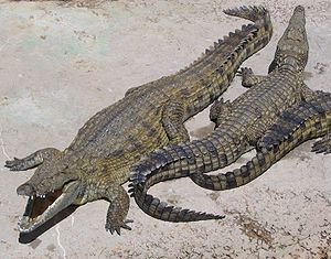 Nilkrokodile (Crocodylus niloticus)