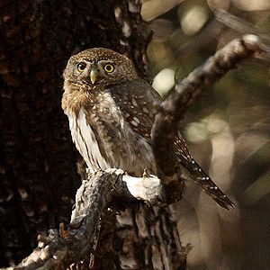 Northern pygmy-owl.jpg