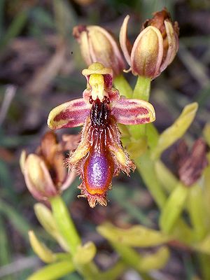 König-Ferdinand-Ragwurz (Ophrys regis-ferinandii)