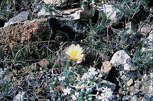 Pediocactus nigrispinus subsp. beastonii Exemplar mit Blüten in der Great Basin Wüste in Oregon.