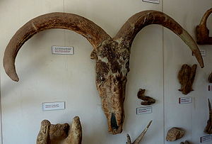 Schädel von Pelorovis oldowayensis im Museum an der Olduvai-Schlucht