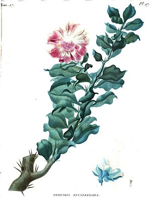 Pereskia zinniiflora.jpg