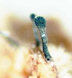 Phaeocalicium polyporaeum