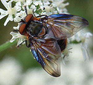 Phasia hemiptera (Männchen)