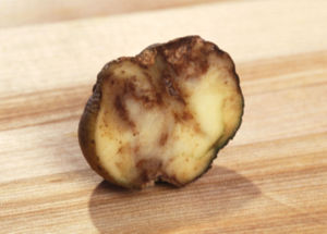 Schnitt durch eine von der Knollenfäule befallene Kartoffel