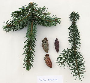 Serbische Fichte (Picea omorika), Zweige aus Sonne- und Schattenbereich sowie Zapfen