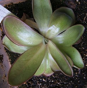 Pinguicula potosiensis, Sommerrosette
