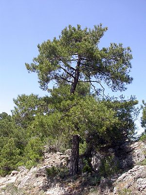 Pyrenäen-Kiefer (Pinus nigra subsp. salzmannii)